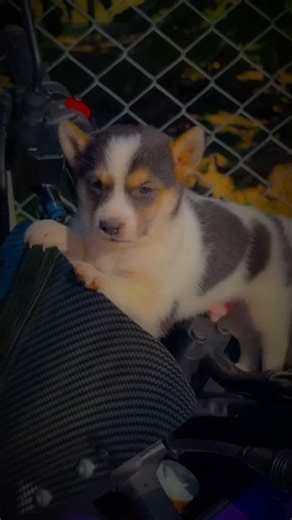 🔥 ISHQ JALAKAR🔥 mt15 2025// #shorts #shortsvideo #shortsfeed #trending #reels #bikelife #viral