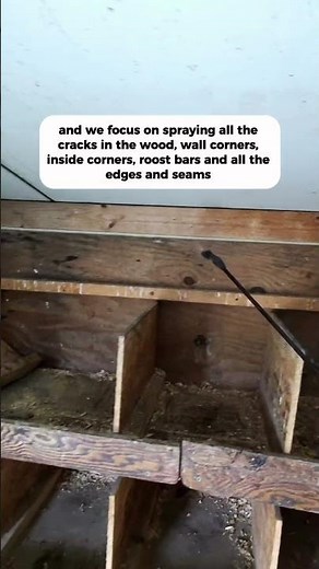 How we get rid of chicken mites in the coop #chickens #farmlife #shorts