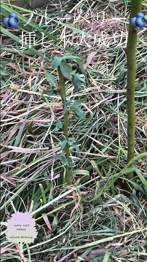 🫐ブルーベリー🫐挿し木大成功‼️ #whynotfarm #whynot #subscribe #nature #gardening #diy #outdoors #life #health