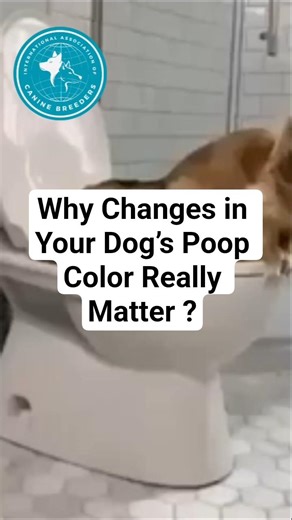 Dog poop color reveals hidden health problems. Learn what each color means for your dog’s health.