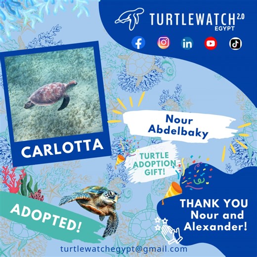 💚🐢 Carlotta has found her first adopter! 🌊✨ We are excited to share that our lovely green turtle Carlotta has been symbolically adopted for the very first time! 🎉💙 A heartfelt thank you to Nour Abdelbaky, who is now her official guardian for a whole year — and to Alexander Allen, who chose this adoption as a thoughtful and impactful gift! 🎁✨ Your support helps us protect Carlotta and her precious Red Sea habitat, while strengthening our ongoing marine conservation work. 🐢🌊 🎄 Holiday Pro