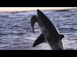 THE WORLD'S BIGGEST FEAST: The Great Sardine Run