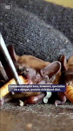 Watch vampire bats run on a treadmill...for science!
