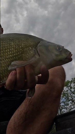 La technique de pêche simple et efficace : Method feeder en canal #fishing #carp #passionpêche