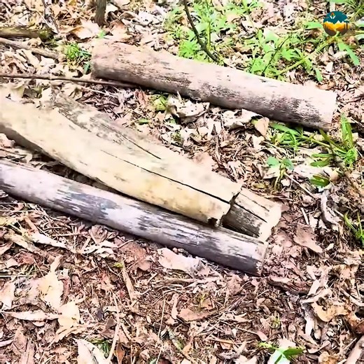 Building a warm and comfy survival bunker deep within a huge tree | Camping videos Survival