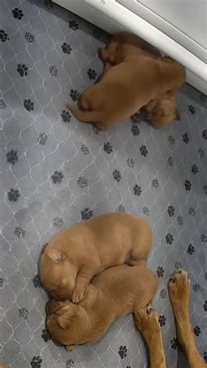 If you ever need a hug, I'm here. #puppylove