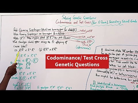 Solving Genetic Questions (3) | Codominance/Test Cross (O' Level, Secondary School, Grade 10 - 12)