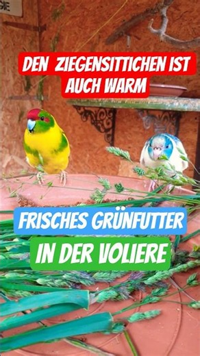 🦜🤩 Schmeckt es euch? 👋🤗 Den Ziegensittichen ist auch heiß. Saftiges Grünfutter schmeckt da besonders