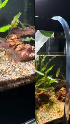 Cleaning the 40 Gallon Fish Tank!