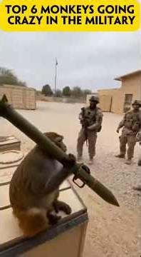 Top 6 Monkeys Going Crazy in the Military
