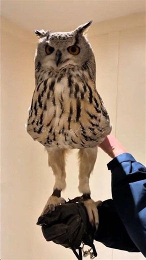Did You Know That Owls Have Long Legs?