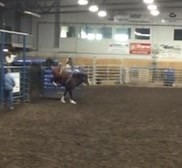 Canadian Made Bucking Horses on Reels