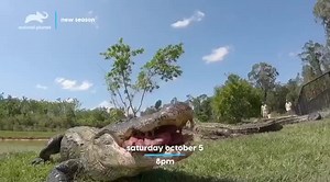 The adventure of a lifetime💙🙌🏼Catch the epic premiere of ‘Crikey It’s The Irwins‘ in the USA on Animal Planet October 5 at 8:00pm! We are so proud to be Wildlife Warriors continuing Dad’s mission. | Bindi Irwin