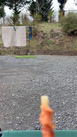 ぼく、まめ！ドギーマンの噛みごたえ牛すじのササミ巻き！やっぱり初めてのオヤツはちょっと戸惑う笑