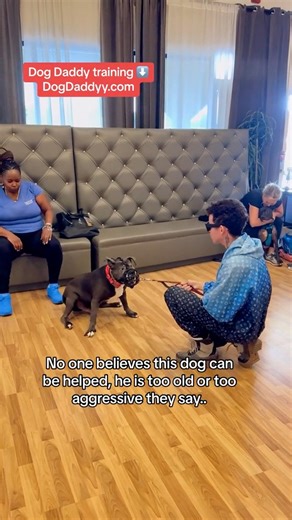 Intense fear aggression | The Dog Daddy