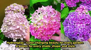 Deep Purple Blue to Pink Hydrangea Bush Plant Tree Live Shrub, 5-12" Starter Plant Hydrange Tree Plants, Dormant No Leaf in Winter, Cold Hardy Temperate
