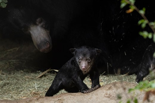 Two baby sloth bears born at San Diego Zoo