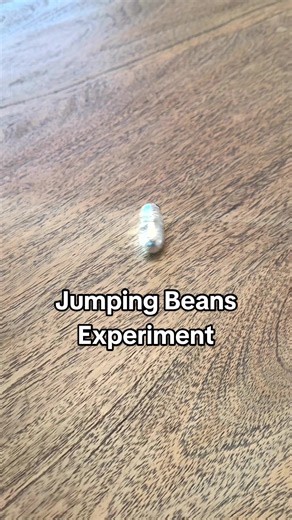 👀 did you know?! 🔴Adult supervision is required. Marbles not for young kids! •Cut tinfoil into rectangle and tightly wrap around a thick marker or tube and gently fold the ends rounded •Take out the tube and add marble and cut off some excess so the tube isn’t TOO long •Fold over ends rounded gently •Add to container and shake until it forms what looks like a “bean” •Shake in your hand a few times and let it go! It may take a few times but make sure you place and let it roll down properly. ‼️➡