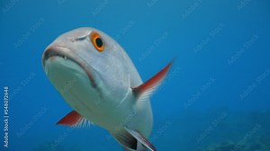 Red Snapper fish swims close towards camera
