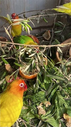 Adorable Lovebirds Moments ❤️ | Cutest Bird Video You’ll See Today!