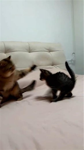 so embarrassing! i got chased all over the house by a little cat #cat #catmoments #catangry