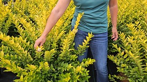 Ligustrum x vicaryi deciduous shrub growing 6’-12’ tall with golden yellow leaves and aromatic white flowers in late spring. Pollinator attractor. Grows in well drained soil in full sun to part shade. Good specimen shrub for borders. #petittifarms #deciduousshrub #nurseryindustry | Petitti Family Farms