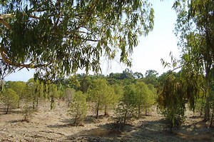 Huge Forest Fire in Cyprus - The National Herald