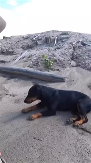 Armenin_Trinity (@trinity.squad3) adlı kullanıcının оригинальный звук - Armenin_Trinity ile oluşturduğu videoları