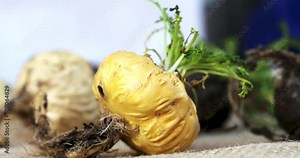 Fresh Maca roots or Peruvian ginseng (lat. Lepidium meyenii) (Selective focus, Focus on maca roots on the front)