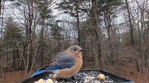 21K views · 2.1K reactions | Eastern Bluebirds, Red-bellied Woodpeckers, Carolina Wren | Critter Cam | Facebook