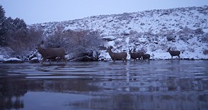 3.7K views · 164 reactions | GLIMPSES OF MIGRATION #16 - THE UNIQUE...