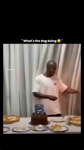 Sᴜᴍɪᴛ on Instagram: "DM For Credit / Removal 📨 This video captures a classic but very real moment of animal behavior intersecting with human celebrations, where a dog’s sudden movement disrupts a birthday setup on a table. Dogs do not understand social rituals like birthdays or the importance of objects such as cakes; instead, they react to stimuli like food smells, sudden excitement, movement, or attention from people. Studies in animal behavior show that dogs are highly food-motivated and hav