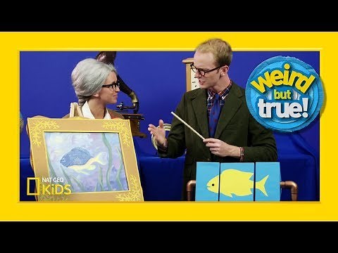 Behind the Scenes: Coral Reef Episode From “Weird But True!” | Weirdest, Bestest, Truest