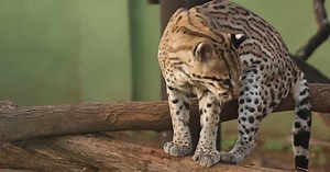 A kangaroo in Aruba!?! Philip’s Animal Garden has one! Take a tour with #ArubaLocal, Philip around this sanctuary for over 70 species of rescued animals. They've got jaguarundis, camels, parrots, monkeys and so much more! Of course getting to #Aruba would be the first step to seeing this fantastic animal sanctuary – ENTER NOW for your chance to #win one of three VIP trips to Aruba with a guided tour by a local! The sweepstakes ends on 11.30, so enter today at Aruba.com/localshortcuts. | Aruba