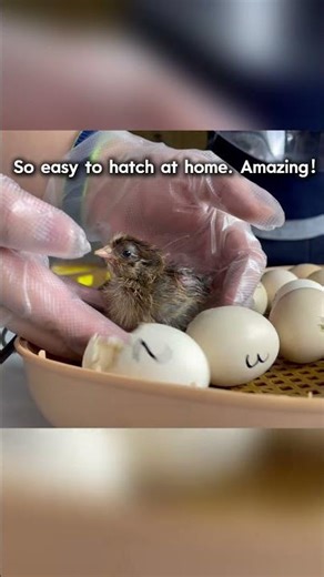 I Didn’t Expect This… 🐣 | Hatching Chicks Is So Easy with an Incubator