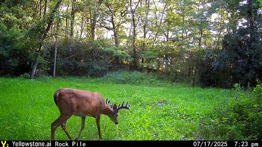 2.9K views · 21 reactions | Yellowstone.ai Trail Cameras putting in the work when you can't be there! | Trailcampro.com | Facebook