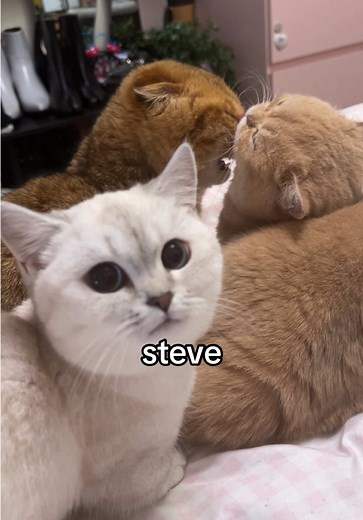 La historia de Doug y sus amigos felinos