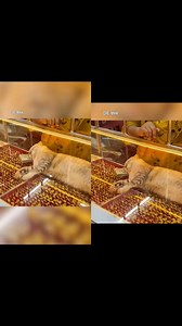 Nằm mát ăn bát vàng là thật🤣 #Vang #thucung #meocon #news #giaitri # | Nguyễn Nguyên Ngọc