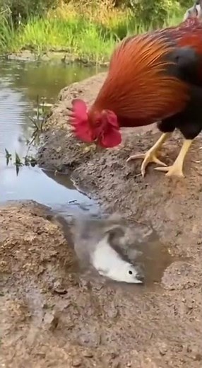Rooster Saves a Fish 🐓🐟 | Heartwarming Real Moment Caught on Camera
