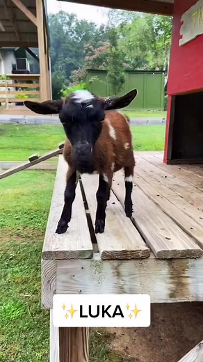 #greenscreenvideo One if my most favorite babies this year! #fyp #foryoupage #goatdaddysfarm