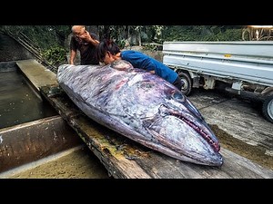 Monster Record TUNA from the Shore - Catch And Cook!