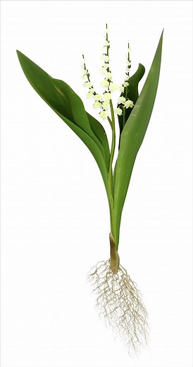 #azumamakoto #amkk #flower #flowerpower #tokyo #flowerart