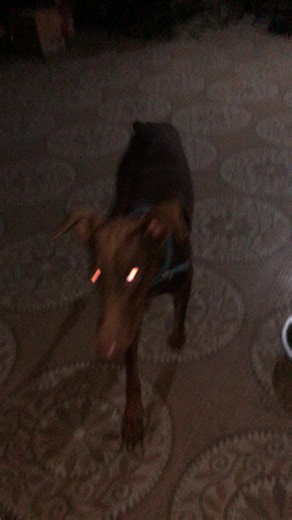 Meet Our Adorable Adopted Doberman!