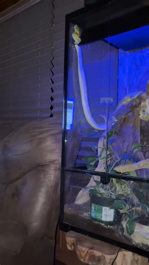 Once the lights go out, snake becomes active! #fypシ #python #snake | Heidi Zechzer