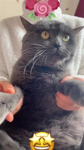 Dance with Me: Embrace Your Cat's Kawaii Spirit