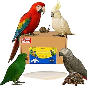 Birds LOVE Natural Cuttlebone for Birds & Reptiles – 100% Pure Sun-Dried Calcium Supplement – Supports Beak, Bone & Shell Strength – Safe Daily Use - 2 Pack with Holder, 7.5 to 8"