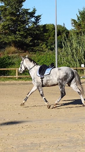 Formation BIOMÉCANIQUE ⤵ sio.terredesportequestre.com/biomeca #cheval #horse | Terre de Sport Equestre