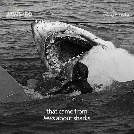 367K views · 3.6K reactions | Jaws' depiction of a killer shark scared a lot of people, but it also inspired others—encouraging ocean conservation and galvanizing the field of learning around these ancient predators. Jaws @ 50: The Definitive Inside Story is now streaming on Disney+ and Hulu. | National Geographic | Facebook