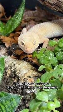 Bioactive leopard gecko setup