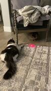 Cats try to catch laser light